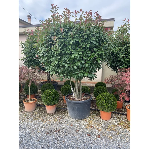 Örökzöld korallberkenye   PHOTINIA FRASERI RED ROBIN TÖBBTÖRZSES K150