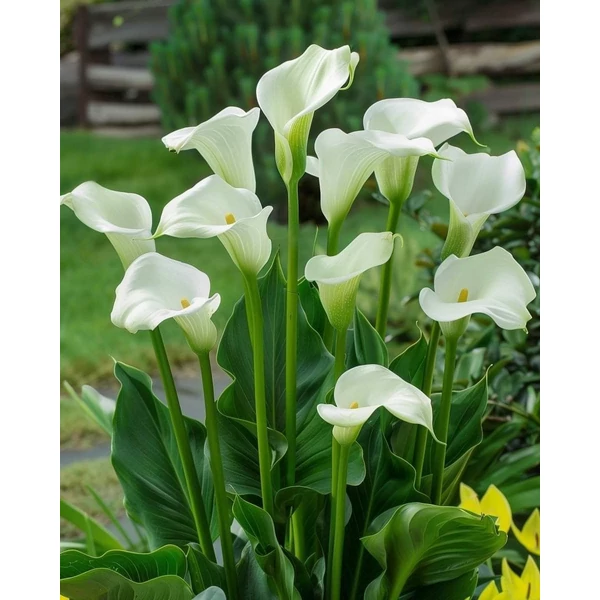 Fehér kála K6 ZANTEDESCHIA AETHIOPICA K6
