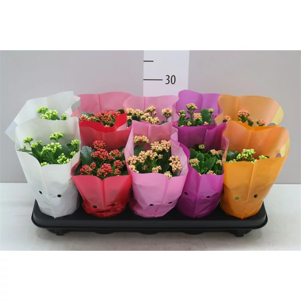 Korallvirág KALANCHOE CALANDIVA MIX CS10,5