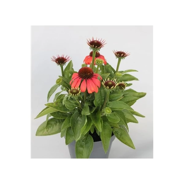 Bíbor kasvirág ECHINACEA PURPUREA MOOODZ SATISFY CS17