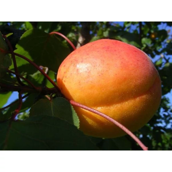 Ceglédi bíbor kajszi PRUNUS ARMENIACA CEGLÉDI BÍBOR K10-12