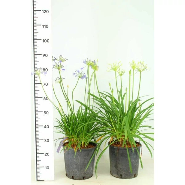 Afrikai szerelemvirág-fehér  AGAPANTHUS AFRICANUS SILVER BABY K10