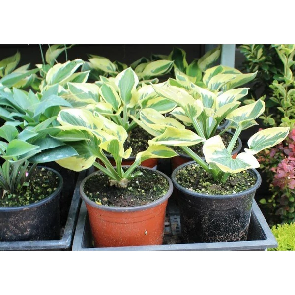 Árnyékliliom HOSTA FAJTÁK CS15  