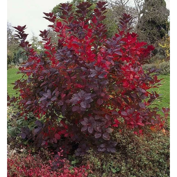 Bíbor cserszömörce   COTINUS COGGYGRIA GRACE K5