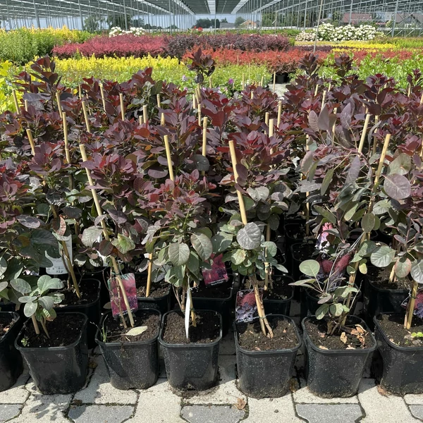 Bíbor cserszömörce COTINUS COGGYGRIA ROYAL PURPLE K2