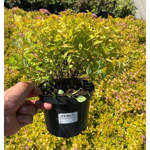 Japán gyöngyvessző SPIRAEA JAPONICA GOLDEN PRINCESS K2