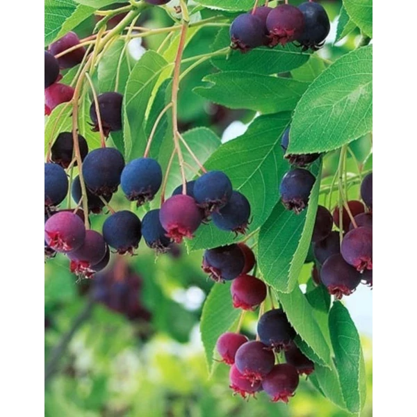 Mézalmácska AMELANCHIER PRINCE WILLIAM K3