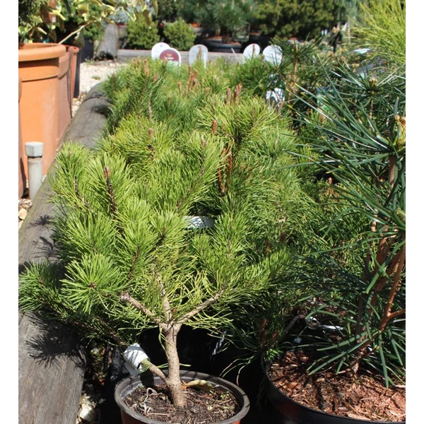 Törpefenyő    PINUS MUGO PUMILIO K2