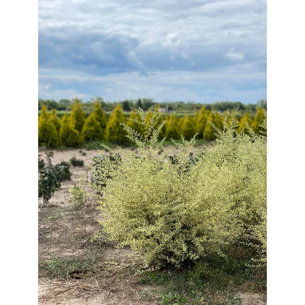 Fagyal LIGUSTRUM IBOTA MUSLI 80/100*