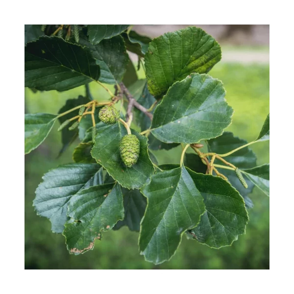 Enyves éger   ALNUS GLUTINOSA T200 10/12 K50