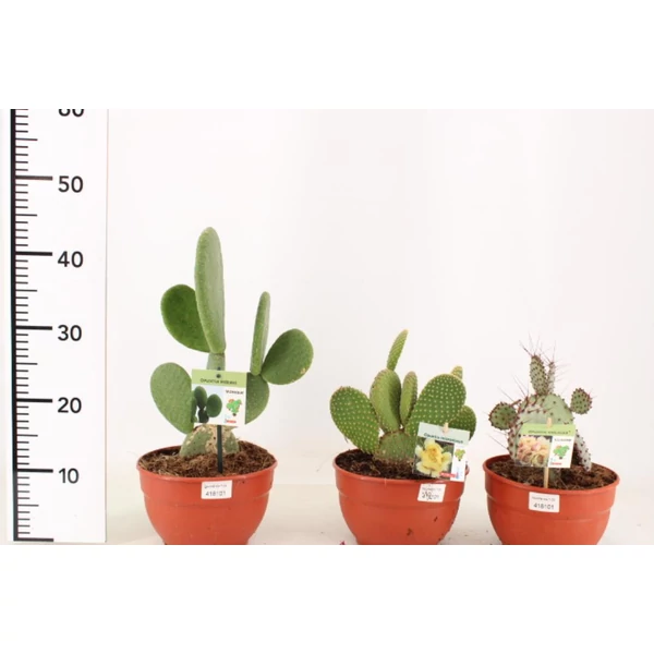 Kaktusz   OPUNTIA HYBRID 20/25 CS20