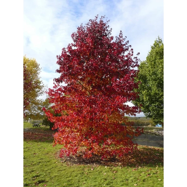 Amerikai ámbrafa   LIQUIDAMBAR STYRACIFLUA WORPLESDON 12/14 3×i K35