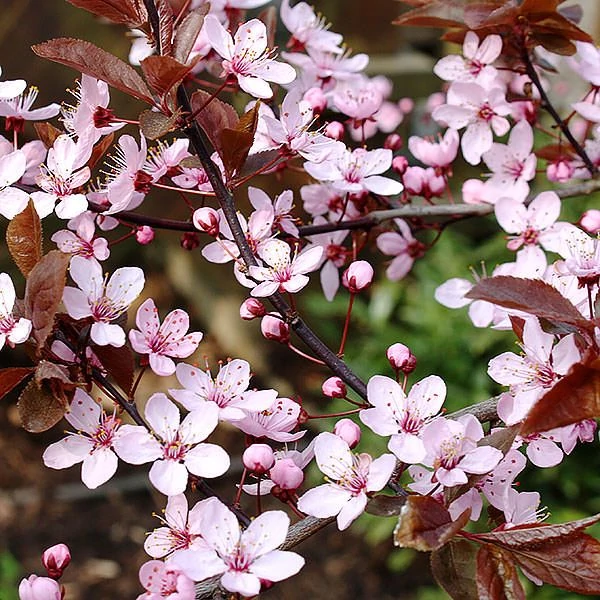 Vérszilva    PRUNUS CERASIFERA NIGRA 200/250 6/8 K35