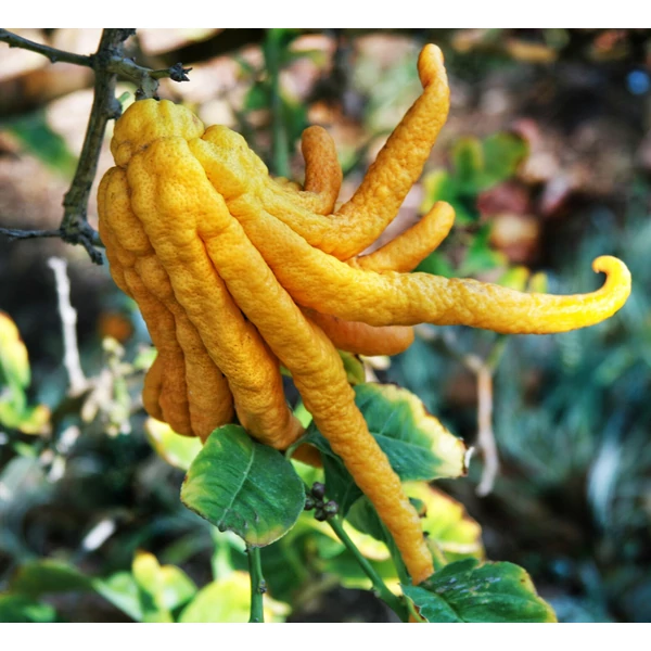 Buddha keze  CITRUS MEDICA MANO DI BUDDHA T1/4 70/80 K5 (CITROMSÁRGA CSERÉP)