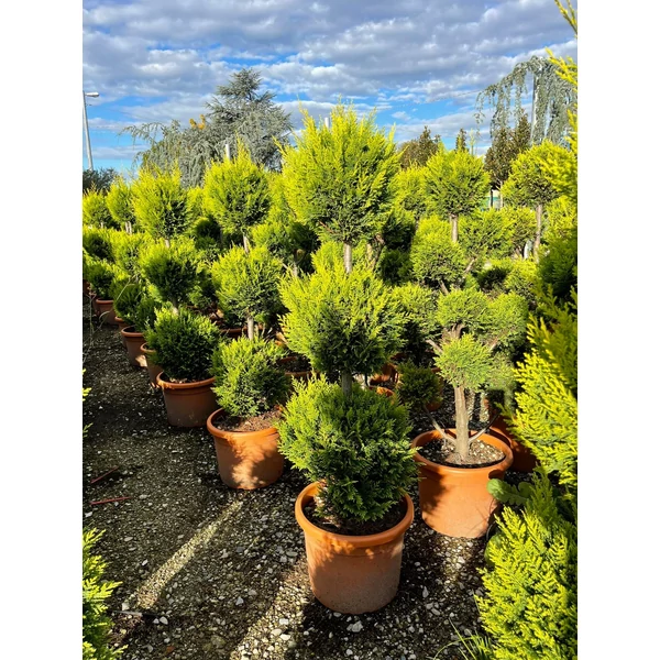 Arany lombú leyland ciprus CUPRESSOCYPARIS LEYLANDII CASTLEWELLAN GOLD 3 GÖMB 100/+ K25
