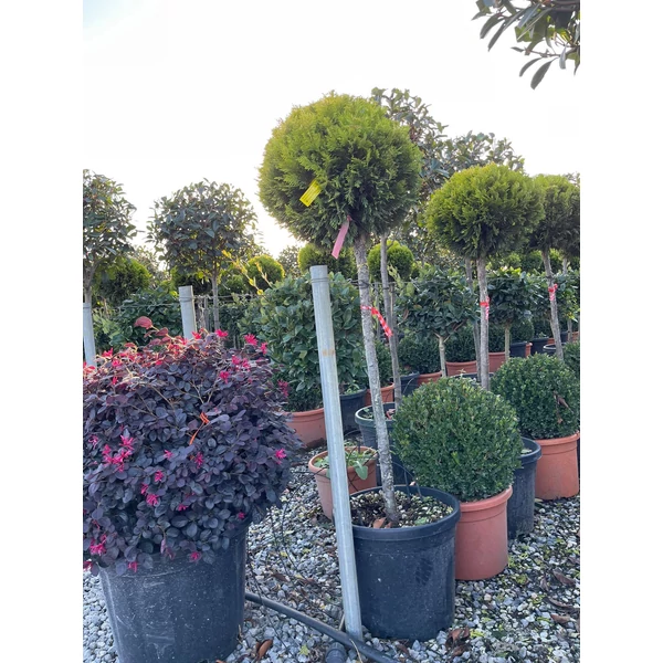 Arany lombú leyland ciprus CUPRESSOCYPARIS LEYLANDII GOLD RIDER T80 K30