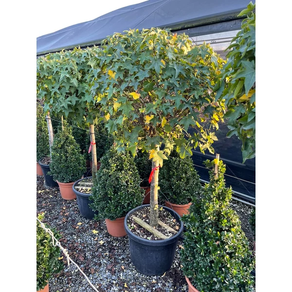 Amerikai ámbrafa   LIQUIDAMBAR STYRACIFLUA GUMBALL T80 K35