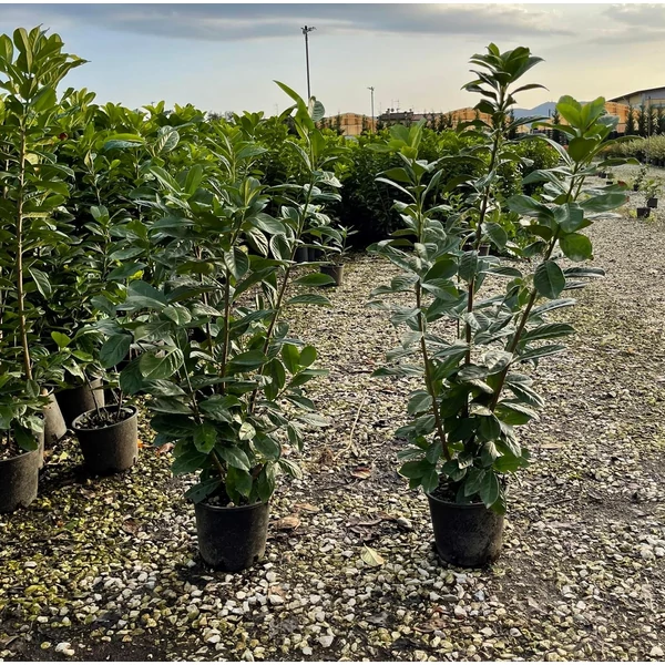 Közönséges babérmeggy   PRUNUS LAUROCERASUS NOVITA 40/+ K3