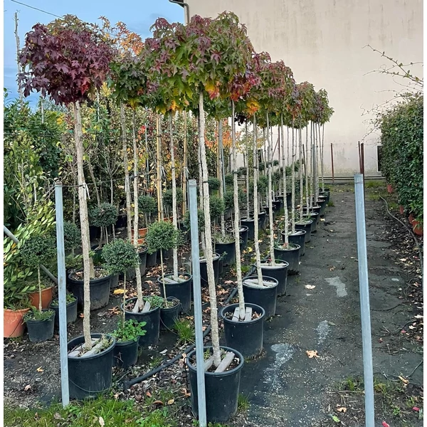 Amerikai ámbrafa   LIQUIDAMBAR STYRACIFLUA GUMBALL T200 8/10 K25