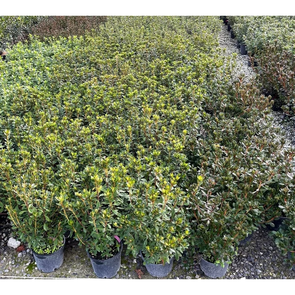 Japán azálea   AZALEA JAPONICA SZÍNVÁLTOZATOK K3                               