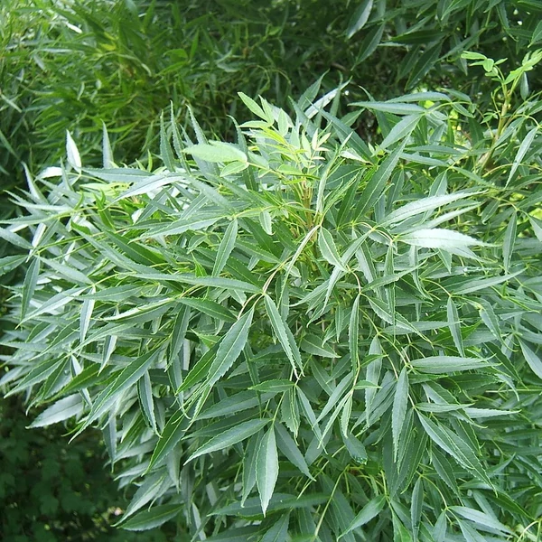 Magyar kőris   FRAXINUS ANGUSTIFOLIA RAYWOOD 6/8 K30