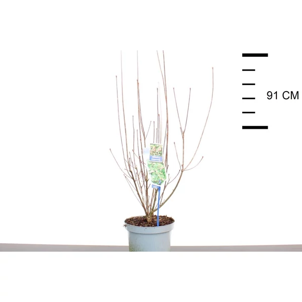 Harangos csengőbojt   ENKIANTHUS CAMPANULATUS 40/50 CS19