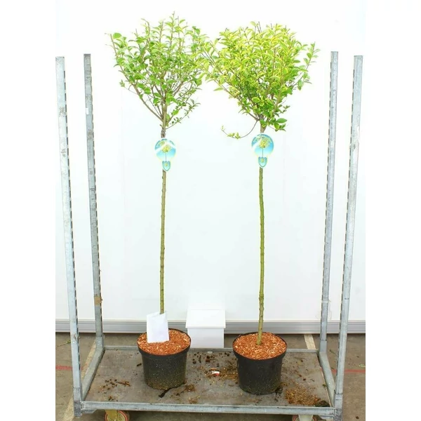 Aranytarka télizöld fagyal  LIGUSTRUM OVALIFOLIUM AUREUM T125 K10
