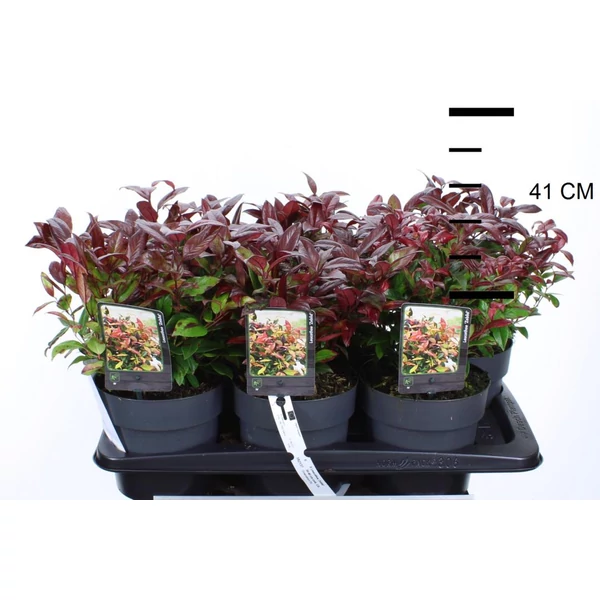 Fürtös hanga  LEUCOTHOE SCARLETTA ZEBLID 25/30 CS17