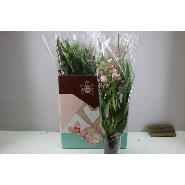 Csónakorchidea CYMBIDIUM 1 FÜRTÖS CS14