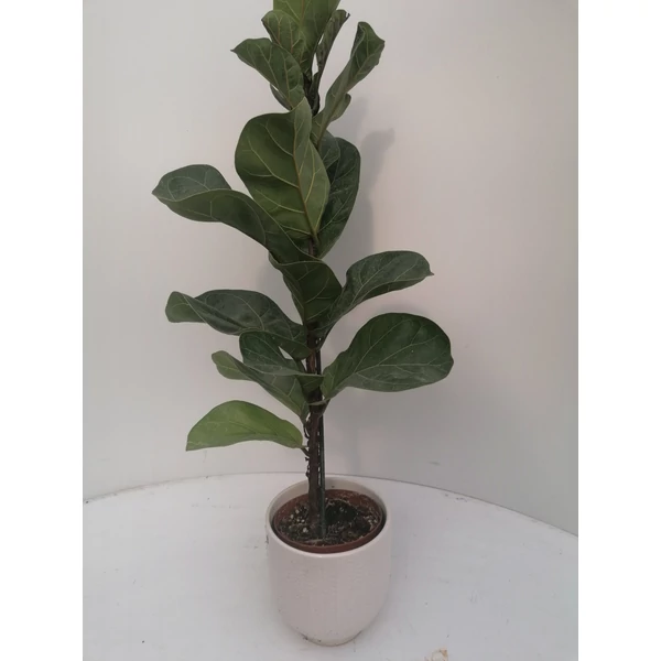 Lantlevelű fikusz FICUS LYRATA BAMBINO KERÁMIA KASPÓVAL CS13