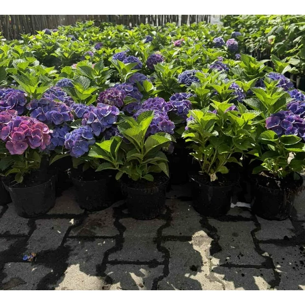Kerti hortenzia    HYDRANGEA MACROPHYLLA JIP BLAU K2