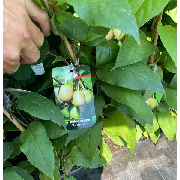 Geneva japán kivi ACTINIDIA ARGUTA GENEVA K2