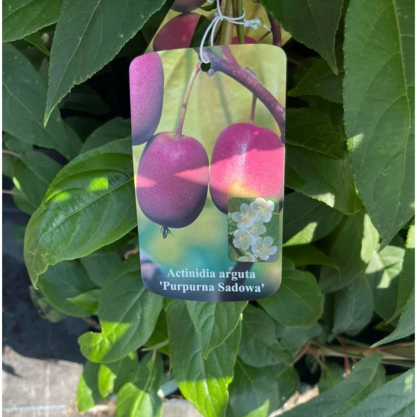 Purparna sadowa japán kivi Actinidia arguta