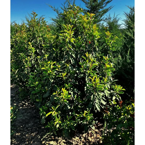 Redős levelű örökzöld korallberkenye PHOTINIA SERRATIFOLIA CRUNCHY 150/175*