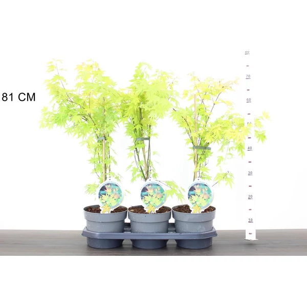 Japán juhar  ACER PALMATUM ORANGE DREAM 40/50 K3