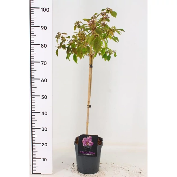 Kínai lilabogyó   CALLICARPA BODINIERI PROFUSION T60 K4,5
