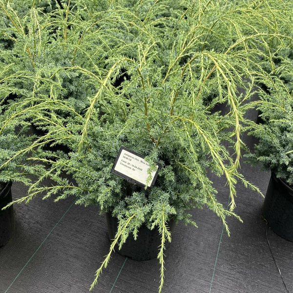 Kék kínai boróka JUNIPERUS CHINENSIS BLUE ALPS 30/40 K8