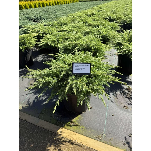 Fövenyboróka   JUNIPERUS CONFERTA SCHLAGER 30/40 K8