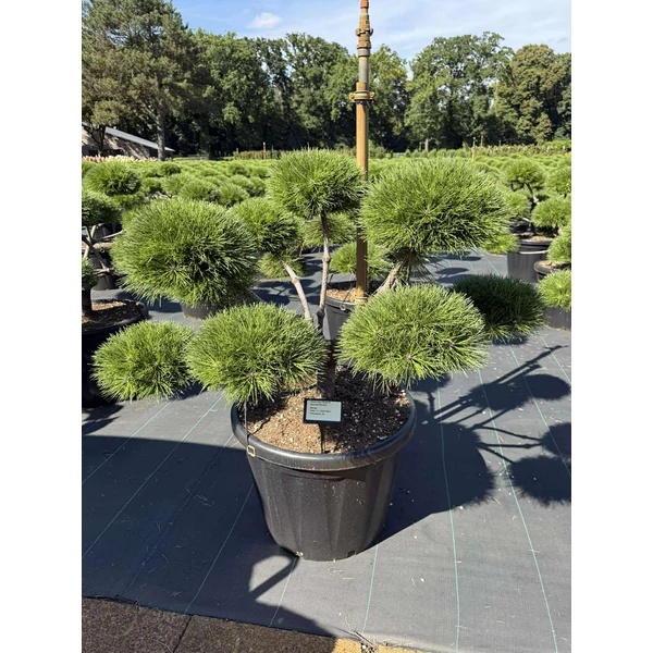 Hosszútűjű gömb feketefenyő   PINUS NIGRA BREPO BONSAI 90/100 K80