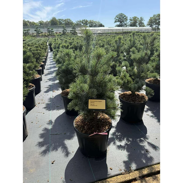Japán fehérfenyő PINUS PARVIFLORA NEGISHI 35/40 K8