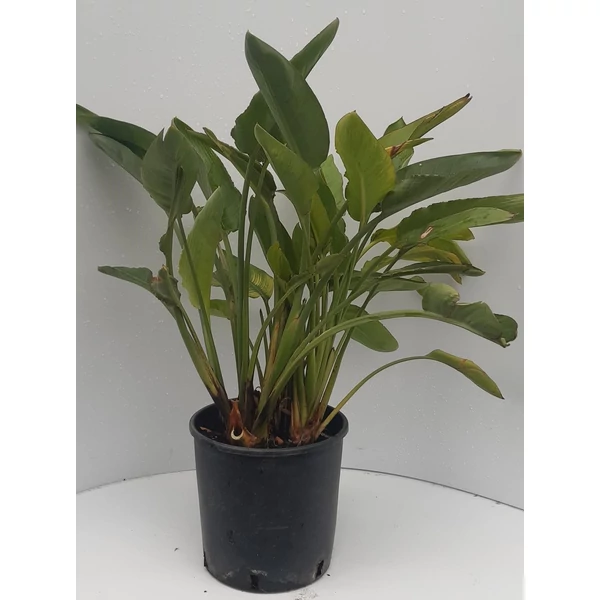 Papagájvirág  STRELITZIA REGINAE K9