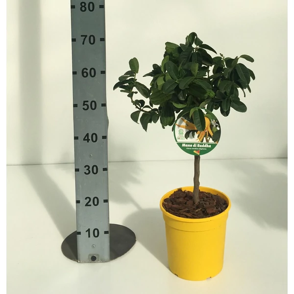 Buddha keze  CITRUS MEDICA MANO DI BUDDHA T1/4 70/80 K5 (CITROMSÁRGA CSERÉP)                 