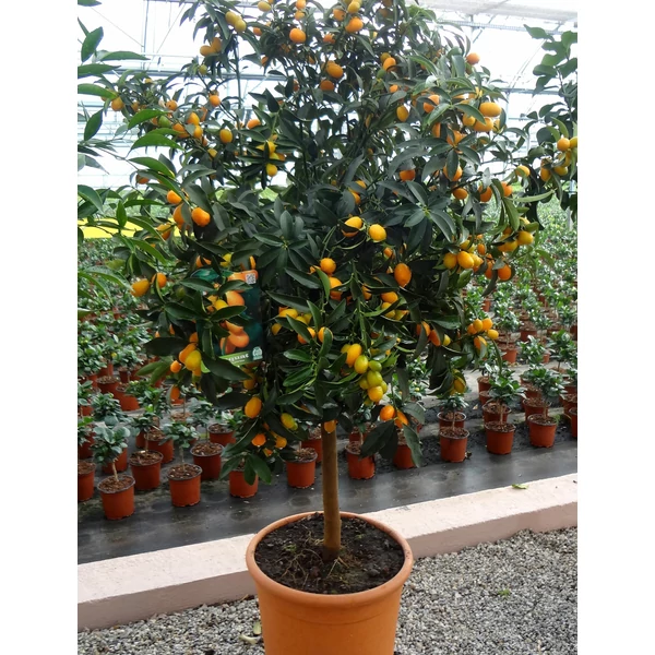 Koktélnarancs  CITRUS KUMQUAT T1/2 K30