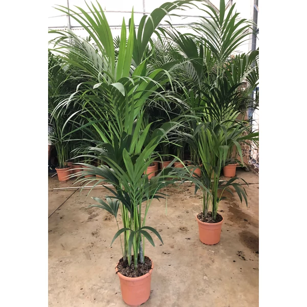 Kenciapálma HOWEA FORSTERIANA 4 NÖVÉNY/CSERÉP 130CM K10