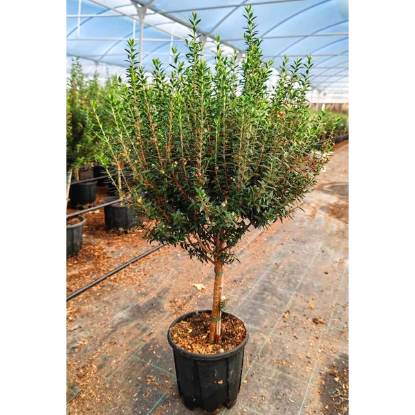 Aprólevelű valódi mirtusz MYRTUS COMMUNIS MICROPYLLA T1/4 K3