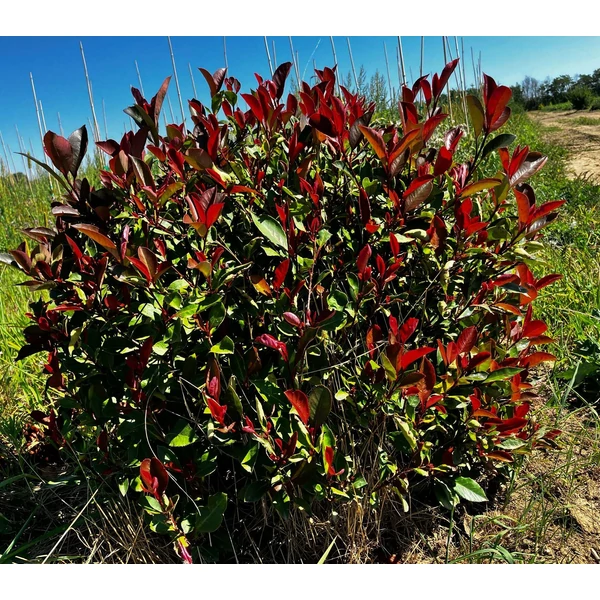 Örökzöld korallberkenye PHOTINIA FRASERI NANA 40/60*