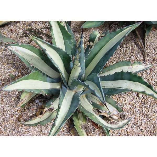 Agávé AGAVE GEMINIFLORA K1,5