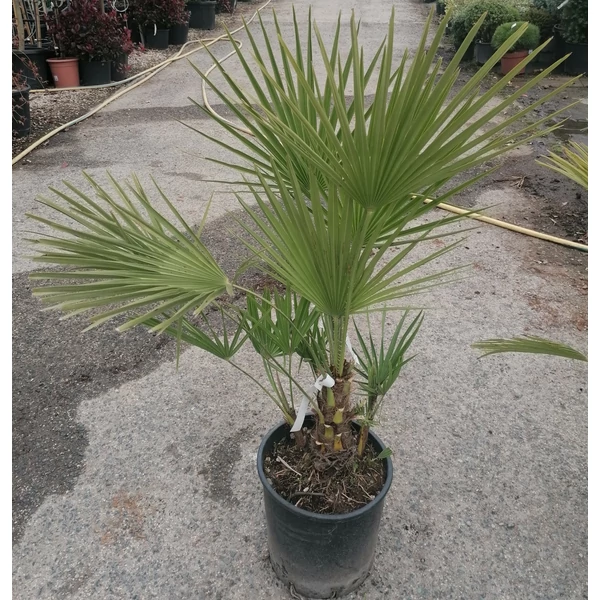 Törpe lószőrpálma CHAMAEROPS HUMILIS K30