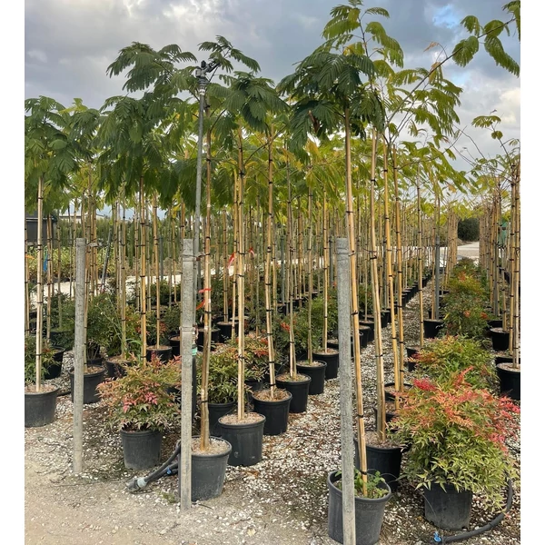 Selyemakác ALBIZIA JULIBRISSIN T200 6/8 K25    