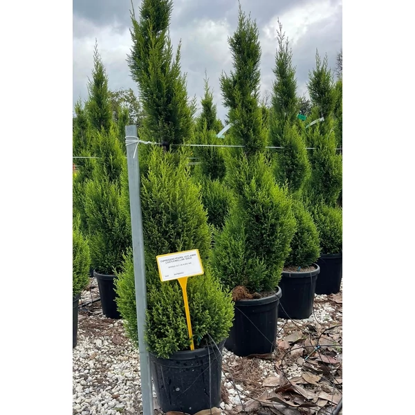 Arany lombú leyland ciprus CUPRESSOCYPARIS LEYLANDII CASTLEWELLAN GOLD SPIRÁL 120/140 K25